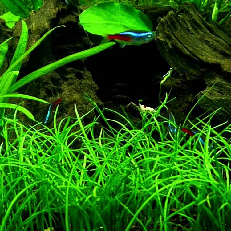 Lilaeopsis (novea zealandiae) pot